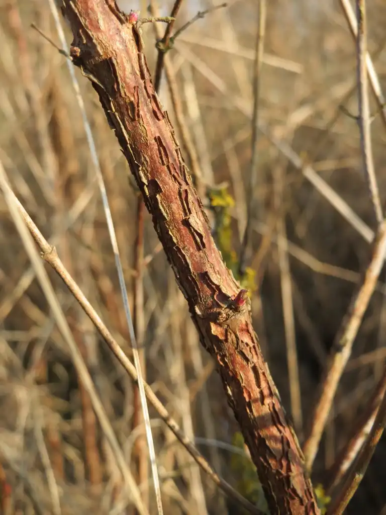 Foto de Symphoricarpos orbiculatus - Stem:AnRo0002