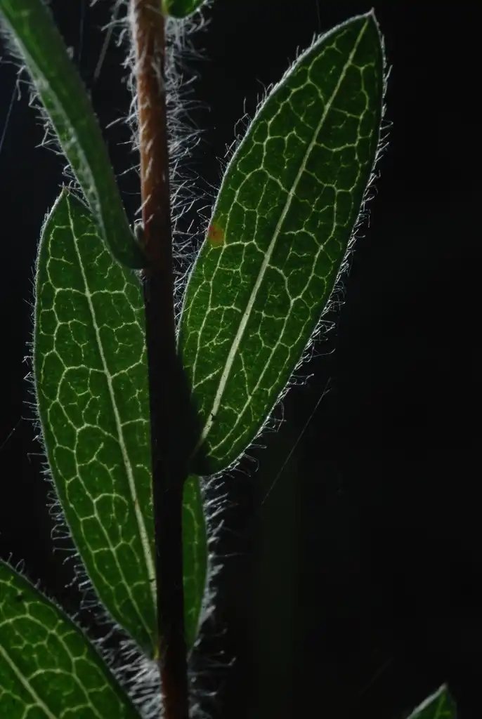 Photo of Symphyotrichum concolor (Symphyotrichum concolors)