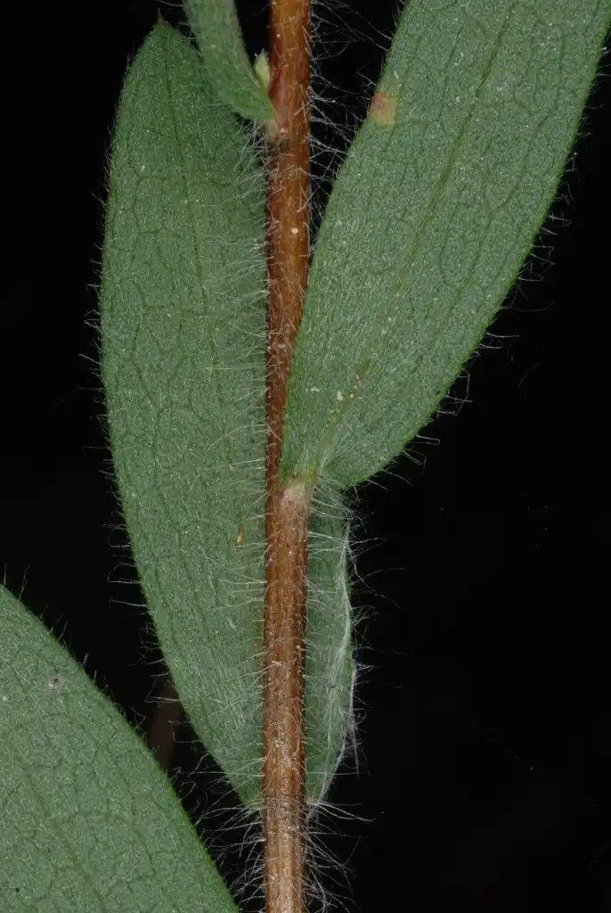 Photo of Symphyotrichum concolor (Symphyotrichum concolors)