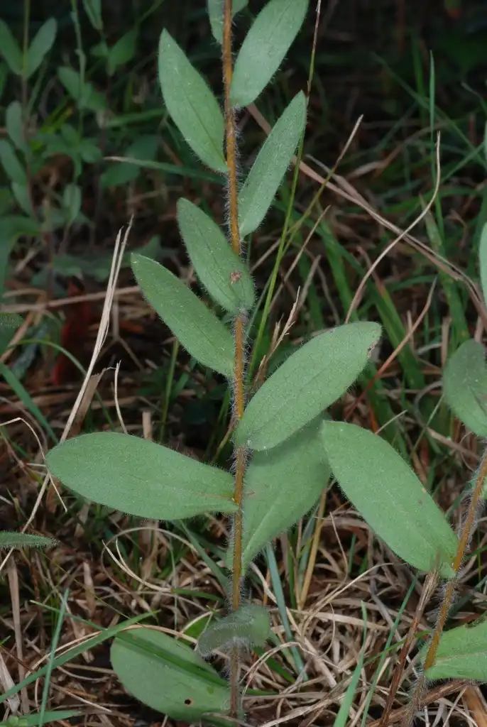 Photo of Symphyotrichum concolor - (Montgomery County, NC)-Mid Fall:Douglas Goldman, USDA