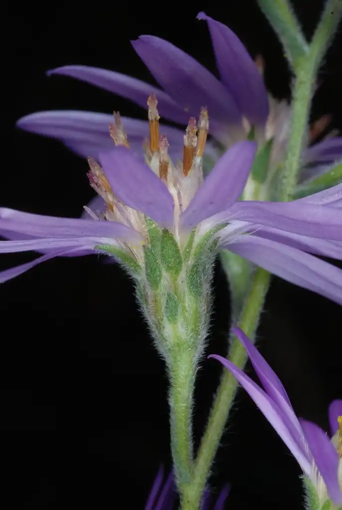 Photo of Symphyotrichum concolor - (Montgomery County, NC)-Mid Fall:Douglas Goldman, USDA