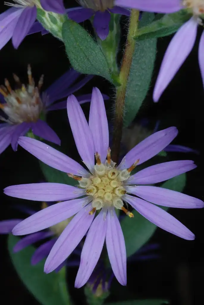 Photo of Symphyotrichum concolor - (Montgomery County, NC)-Mid Fall:Douglas Goldman, USDA