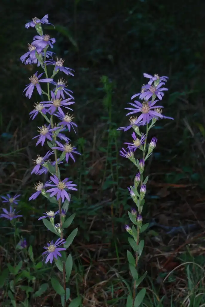 Photo of Symphyotrichum concolor - (Montgomery County, NC)-Mid Fall:Douglas Goldman, USDA