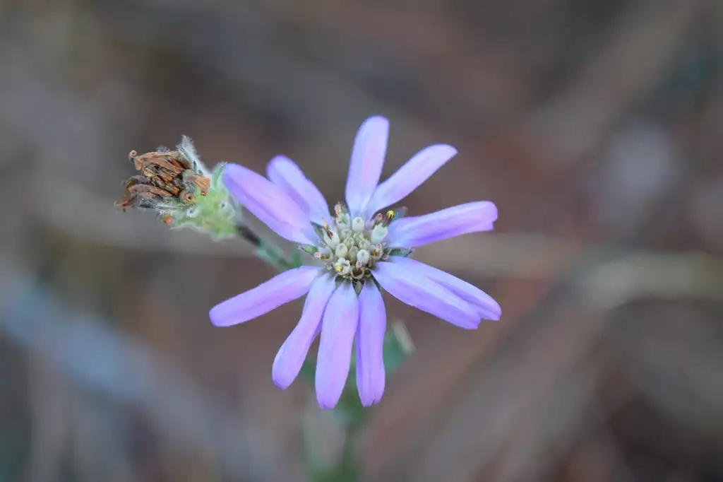 Photo of Symphyotrichum concolor - Symphyotrichum concolor:Adam Arendell