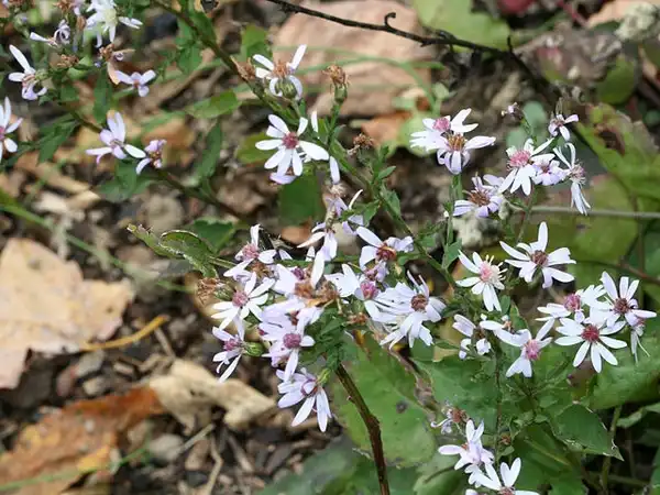 Photo of Symphyotrichum cordifolium (Symphyotrichum cordifoliums)