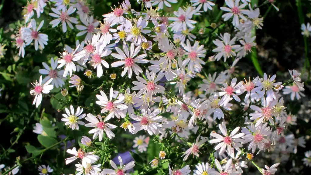 Photo of Symphyotrichum cordifolium (Symphyotrichum cordifoliums)