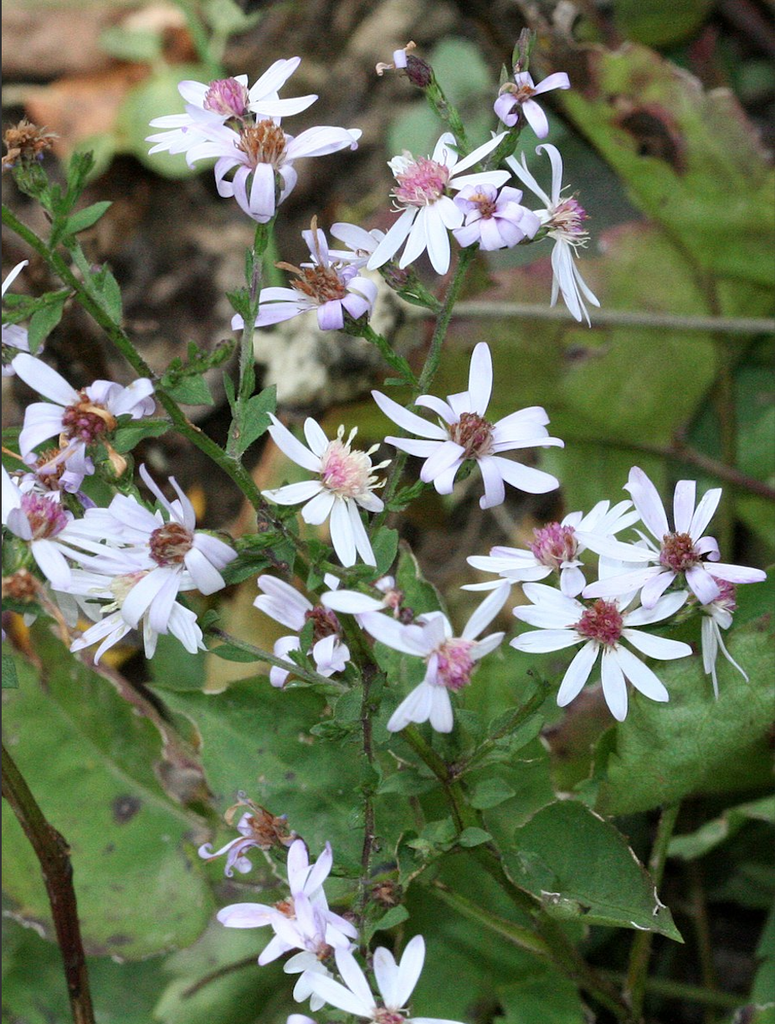 Photo of Symphyotrichum cordifolium - Symphyotrichum cordifolium:R.A. Nonenmacher