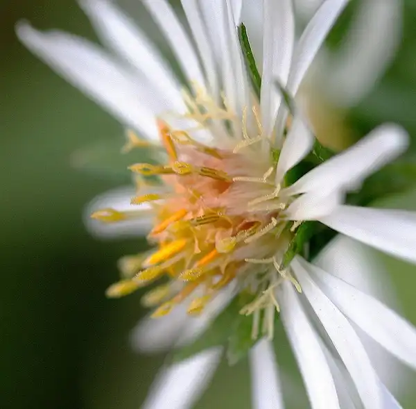Foto de Symphyotrichum ericoides (Symphyotrichum ericoidess)