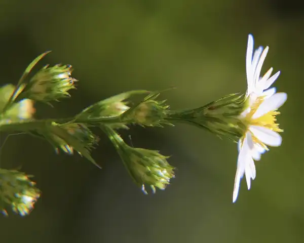 Foto de Symphyotrichum ericoides (Symphyotrichum ericoidess)