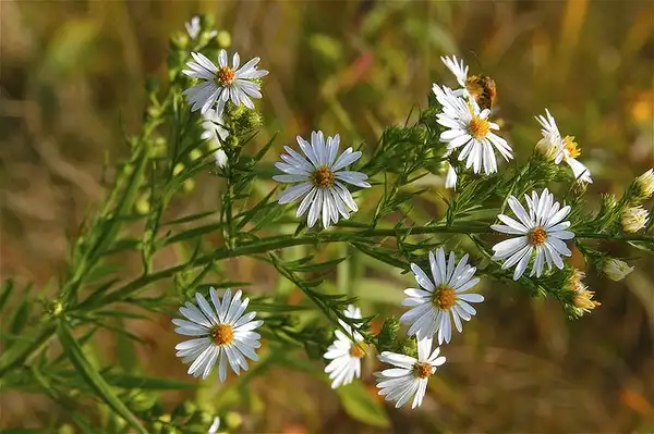 Foto de Symphyotrichum ericoides - Flowers and leaves:Dan Mullen