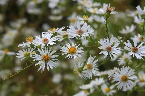 Foto de Symphyotrichum ericoides - Flowers:Dan Mullen