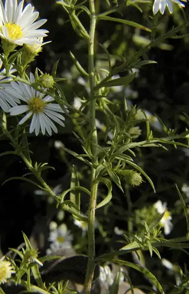 Foto de Symphyotrichum ericoides - Stems and leaves:Frank Mayfield