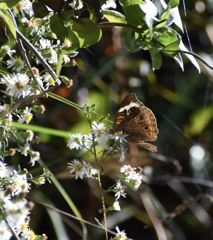 Foto de Symphyotrichum ericoides - Flower and pollinator (Warren County,NC)-Summer:Cathy Dewitt