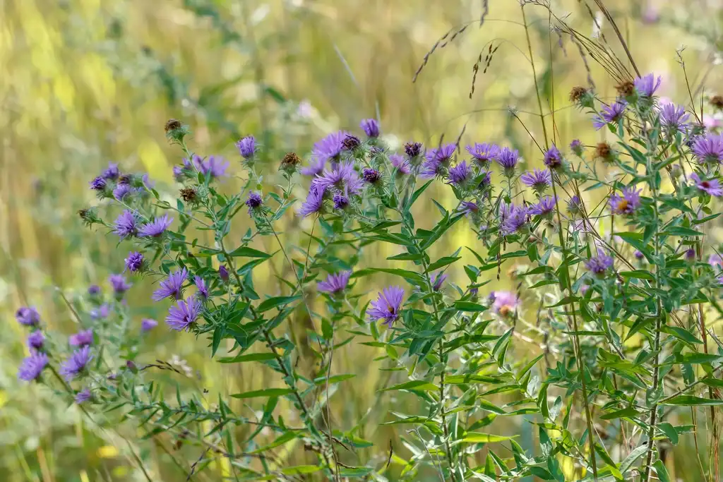 Фото Symphyotrichum georgianum (Symphyotrichum georgianums)
