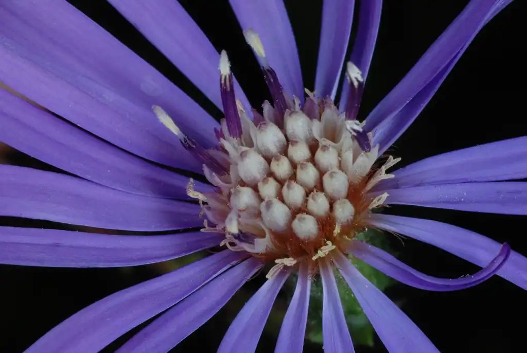 Фото Symphyotrichum georgianum (Symphyotrichum georgianums)