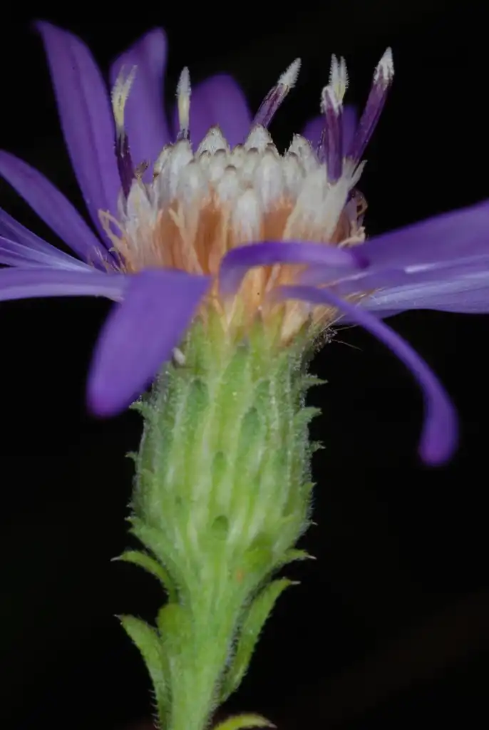 Фото Symphyotrichum georgianum - Side view of flower (Georgia, US)-Late Fall:Douglas Goldman, USDA