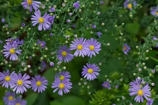 Foto de Symphyotrichum laeve (Symphyotrichum laeves)