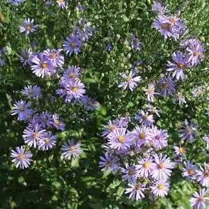 Foto de Symphyotrichum laeve (Symphyotrichum laeves)