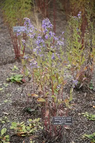 Foto de Symphyotrichum laeve - Upright form:Cliff
