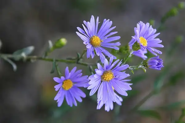 Foto de Symphyotrichum laeve - Flowers:Dan Mullen