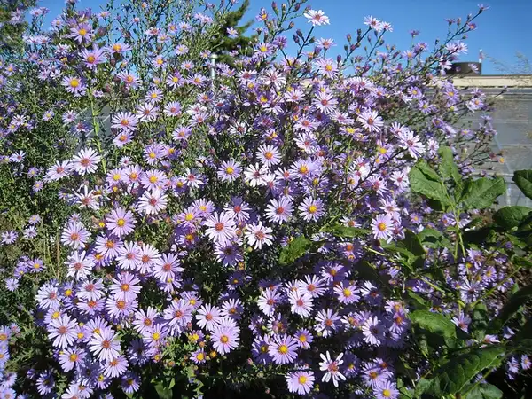 Foto de Symphyotrichum laeve - Form:Anne McCormack