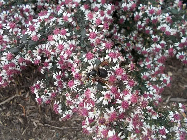 Photo of Symphyotrichum lateriflorum (Symphyotrichum lateriflorums)