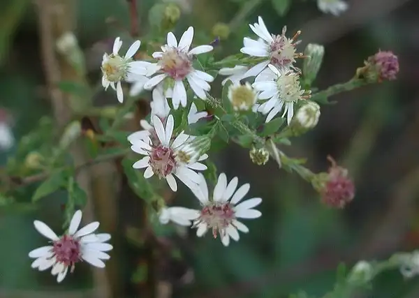 Photo of Symphyotrichum lateriflorum (Symphyotrichum lateriflorums)