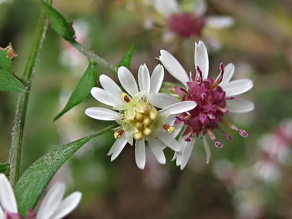 Photo of Symphyotrichum lateriflorum - Symphyotricum lateriflorum bloom and hairs on foliage:Cathie Bird