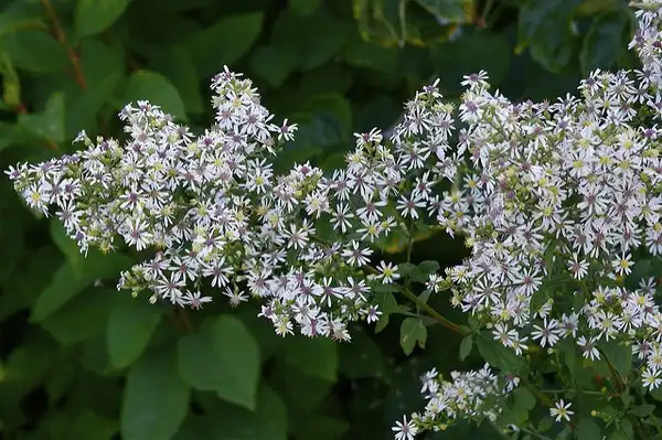 Photo of Symphyotrichum lateriflorum - Cluster of flowers:Dan Mullen