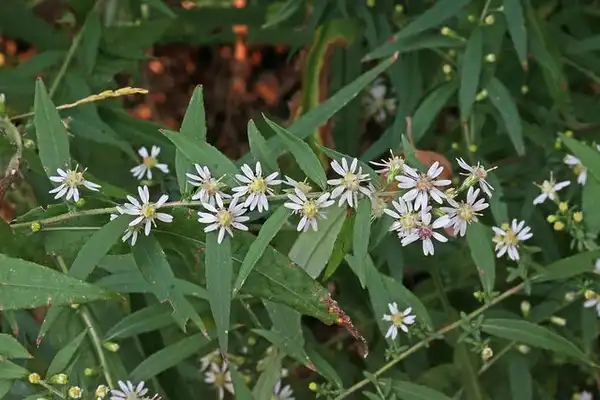 Photo of Symphyotrichum lateriflorum - Cluster of flowers:Andrey Zharkikh