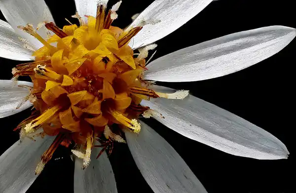 Photo of Symphyotrichum lateriflorum - Close-up of disk flowers:Macroscopic Solutions