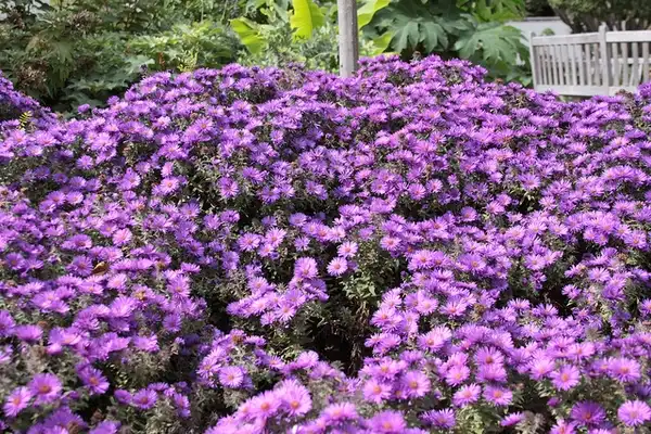 Foto de Symphyotrichum novae-angliae (Symphyotrichum novae-angliaes)