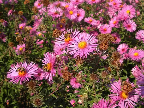 Foto de Symphyotrichum novae-angliae (Symphyotrichum novae-angliaes)