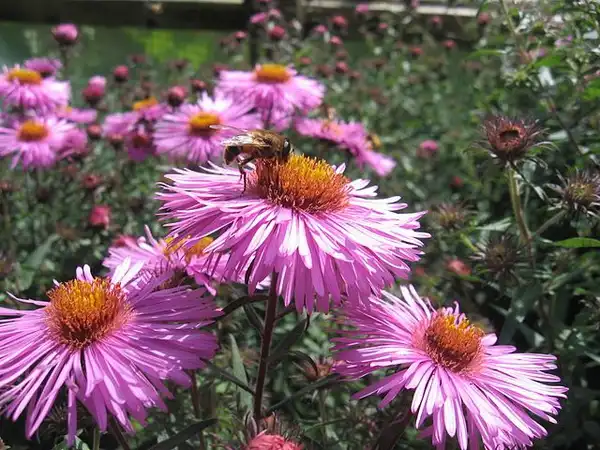Foto de Symphyotrichum novae-angliae - :Caumasee