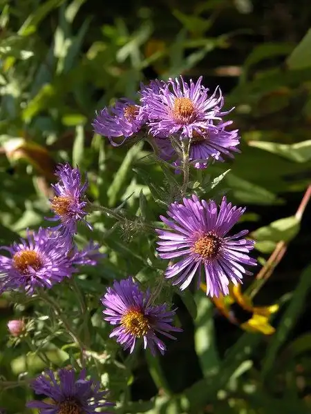 Foto de Symphyotrichum novae-angliae - Symphyotrichum novae-angliae:Kerry Woods