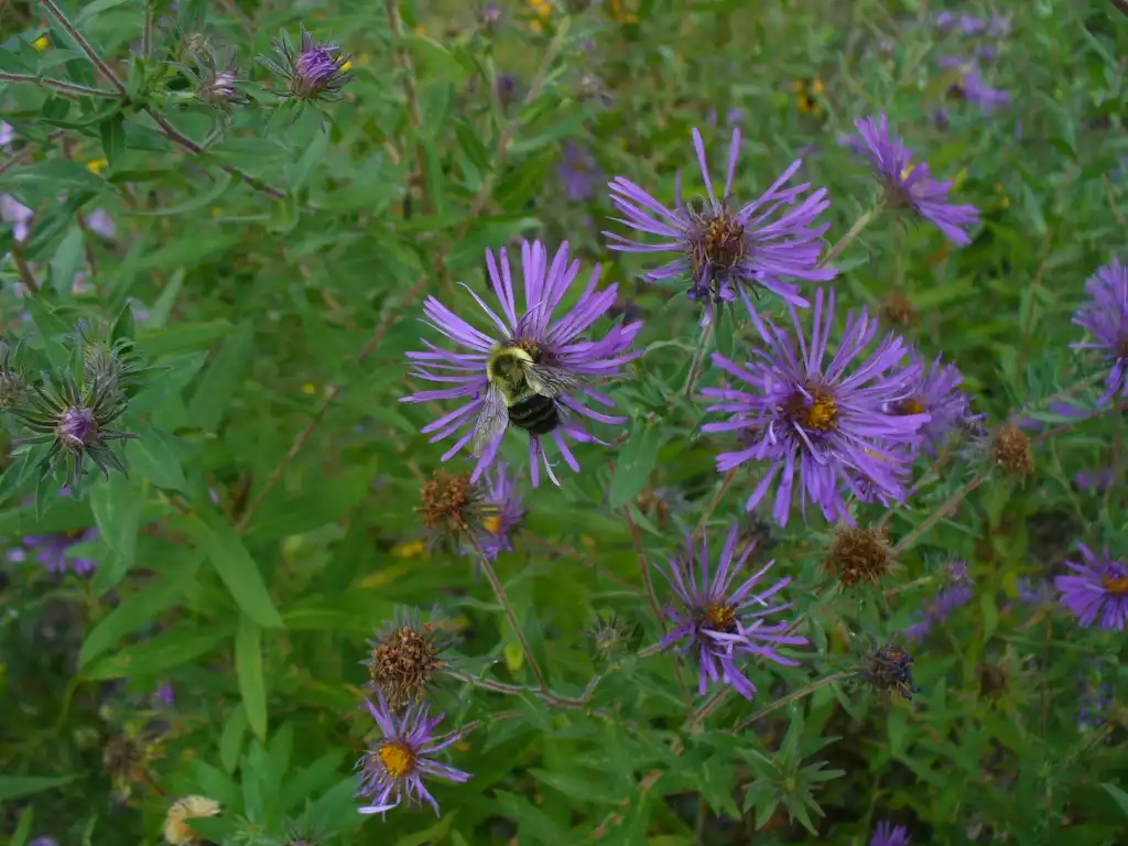 Foto de Symphyotrichum novae-angliae - Flowers in the fall in Moore County:Susan Strine