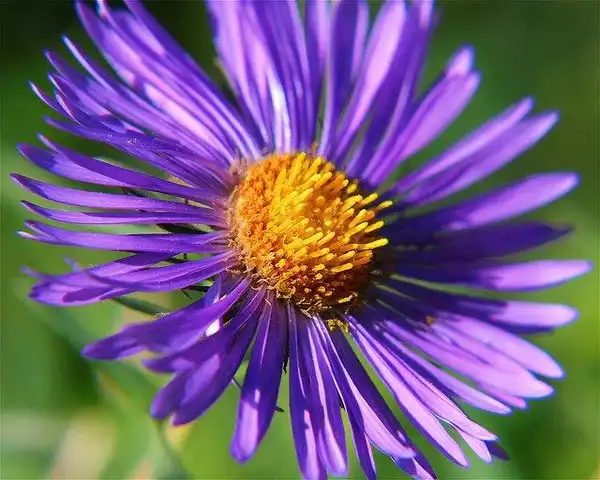 Foto de Symphyotrichum novae-angliae - bloom detail:Dan Mullem