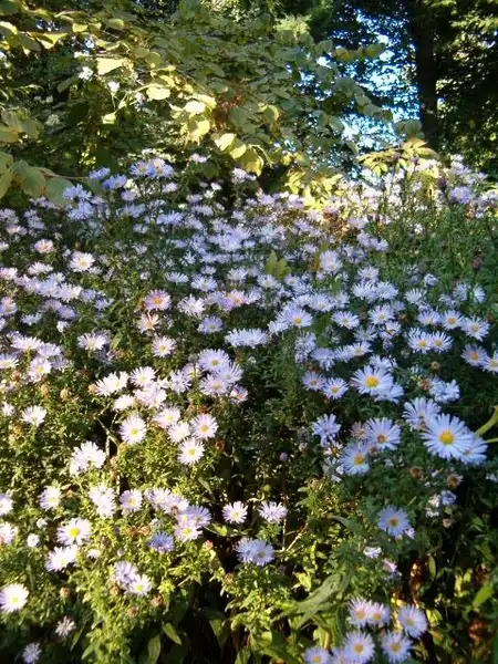 Фото Symphyotrichum novi-belgii (Symphyotrichum novi-belgiis)