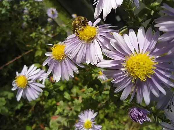 Фото Symphyotrichum novi-belgii (Symphyotrichum novi-belgiis)