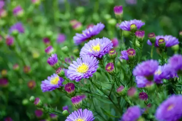 Фото Symphyotrichum novi-belgii - :Rob Young