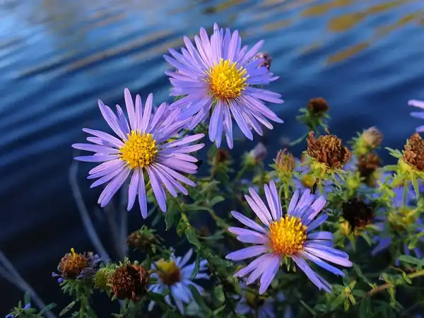Photo of Symphyotrichum oblongifolium (Symphyotrichum oblongifoliums)