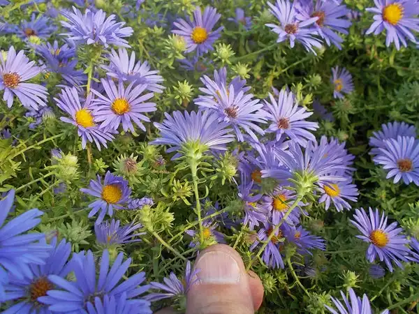 Photo of Symphyotrichum oblongifolium (Symphyotrichum oblongifoliums)