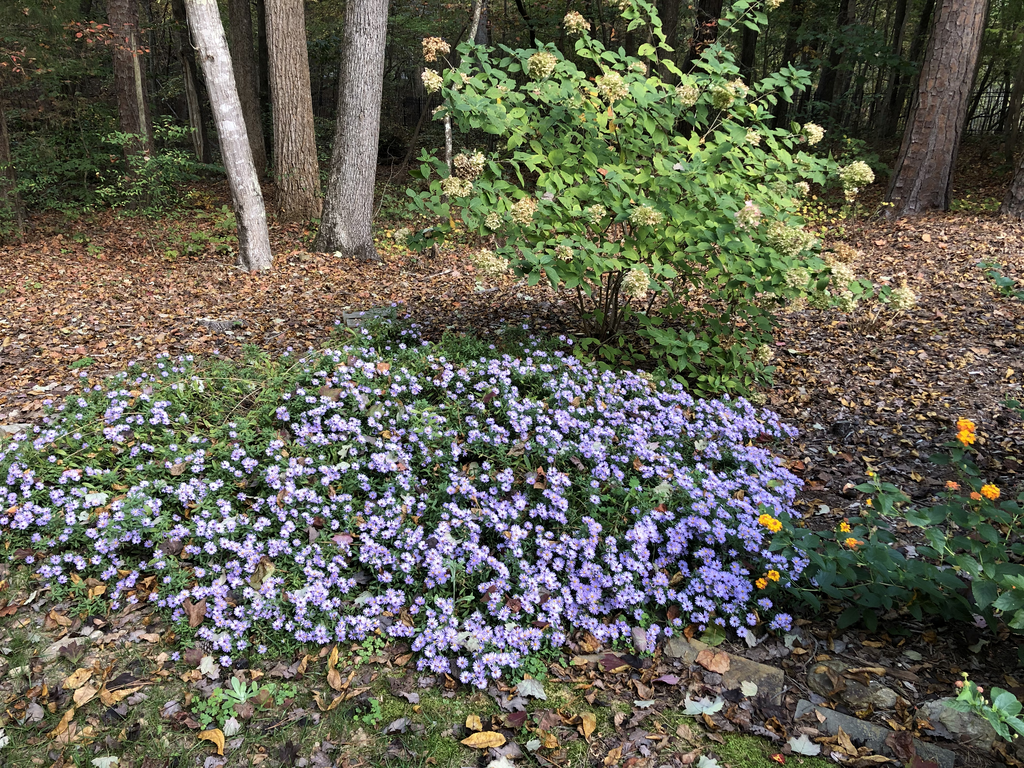 Photo of Symphyotrichum oblongifolium - Form (Durham County,NC)-Fall:Andrea Laine