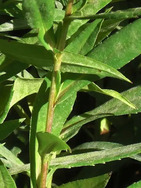 Photo of Symphyotrichum oblongifolium - Leaves:Andrey Zharkikh
