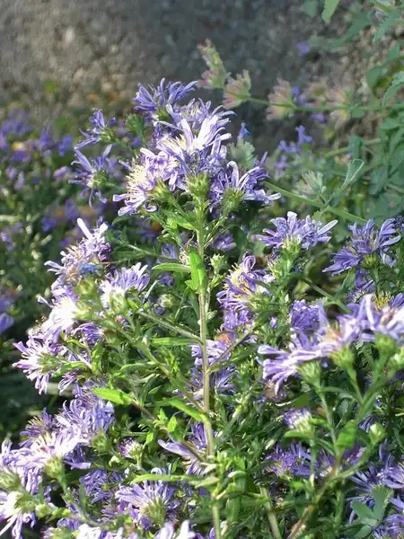 Photo of Symphyotrichum oblongifolium - side view:Andrey Zharkikh