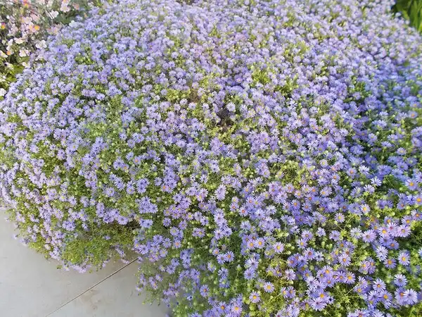 Photo of Symphyotrichum oblongifolium - Form:Andrey-Zharkikh