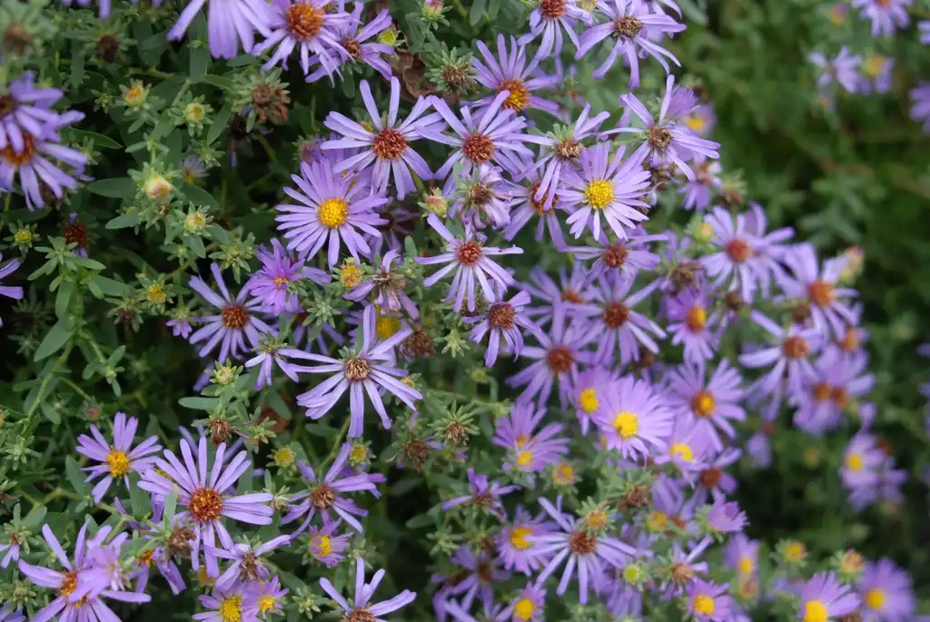 Photo of Symphyotrichum oblongifolium - 'Fannys' Flower and Leaf:Jim Robbins