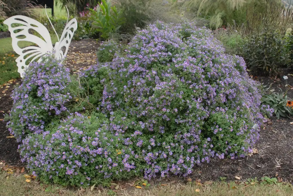 Photo of Symphyotrichum oblongifolium - 'Fannys' Full Form:Jim Robbins