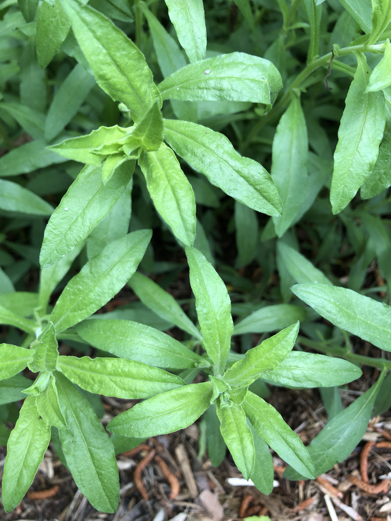 Photo of Symphyotrichum oblongifolium - Leaves Close-Up (Durham County,NC)-Spring:Andrea Laine