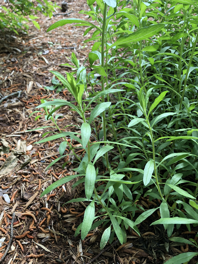Photo of Symphyotrichum oblongifolium - Form Close-up (Durham County,NC)-Spring:Andrea Laine